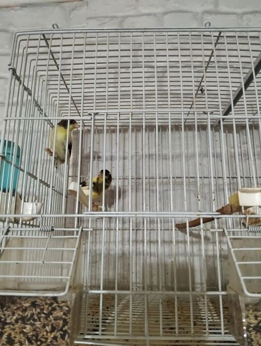 Pui de canari ..