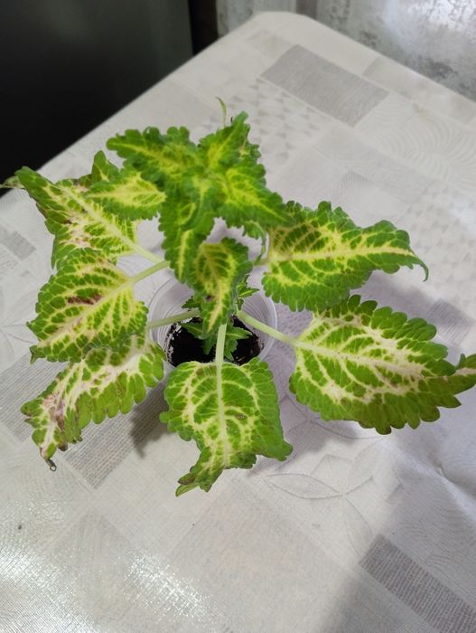 Укоренённые колеусы