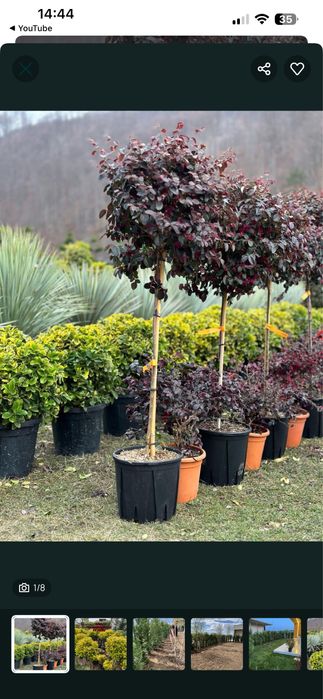 Amenajari gradini calitate superioass