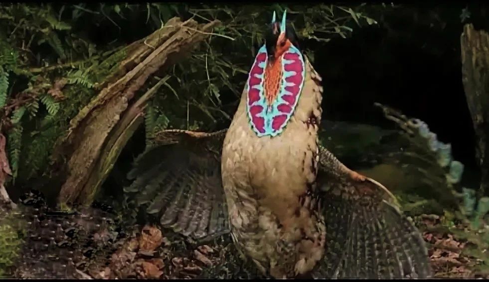 Палаванский павлинный фазан, тухум сотилмиди