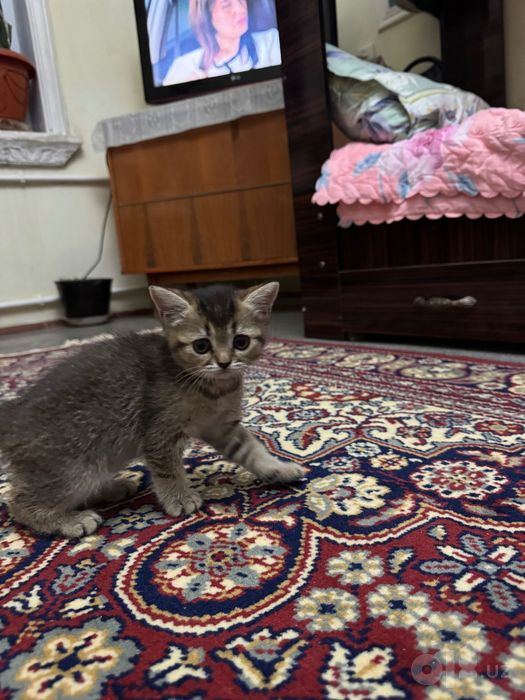 Кошки породистые