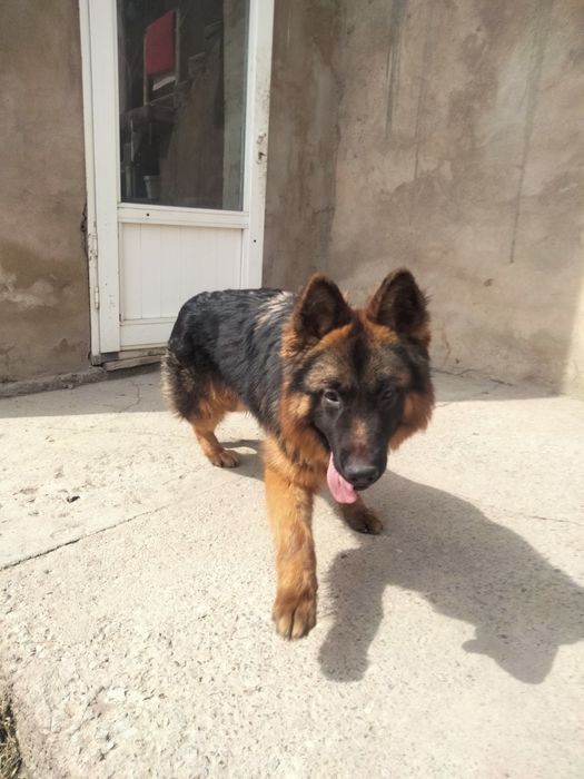 Щенок немецкой овчарки