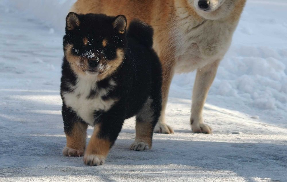 Shiba inu negru mascul