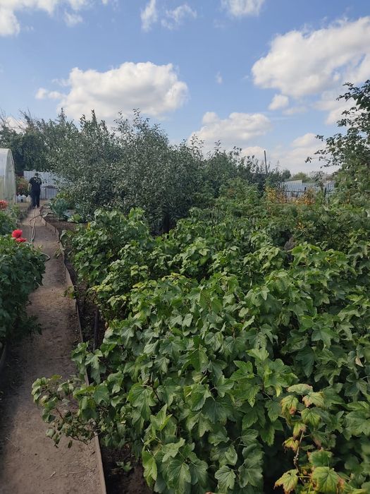 Дача на федоровке