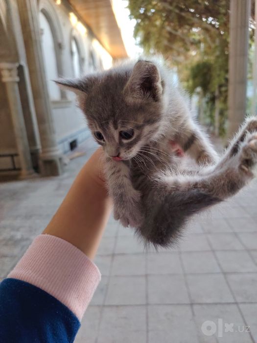 Продаются домашние котята!