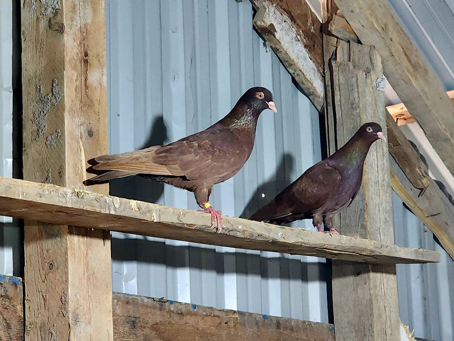 Продаются голуби красные Эранцы