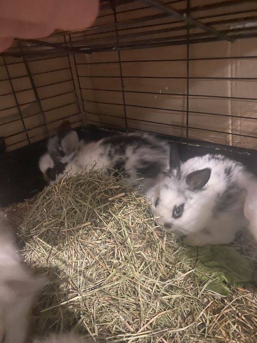 Iepuri Cap de Leu Pitic