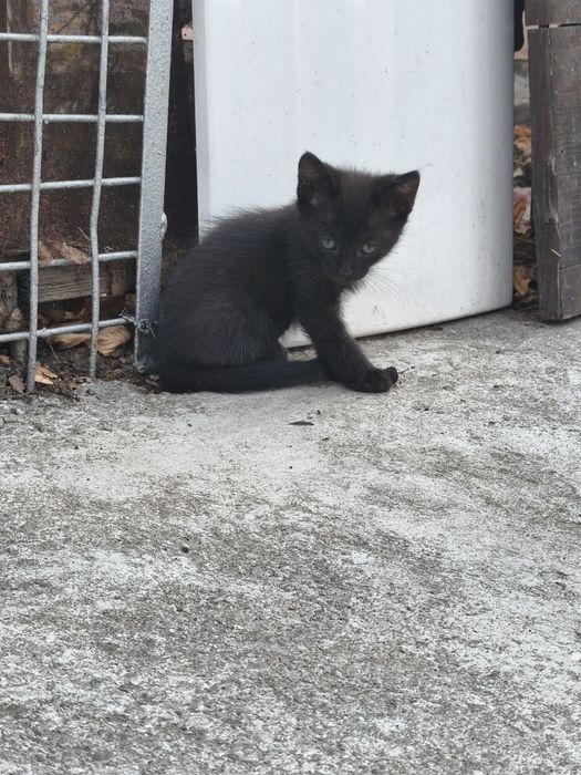 Donez pui de pisica de 2 luni