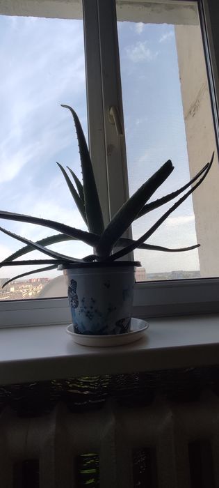 Комнатные  цветы  Алое вера