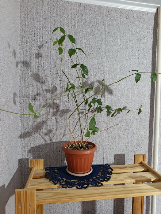 Жасмин цветы продажа