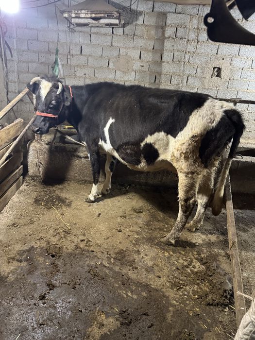 Ona bola sgir sotladi