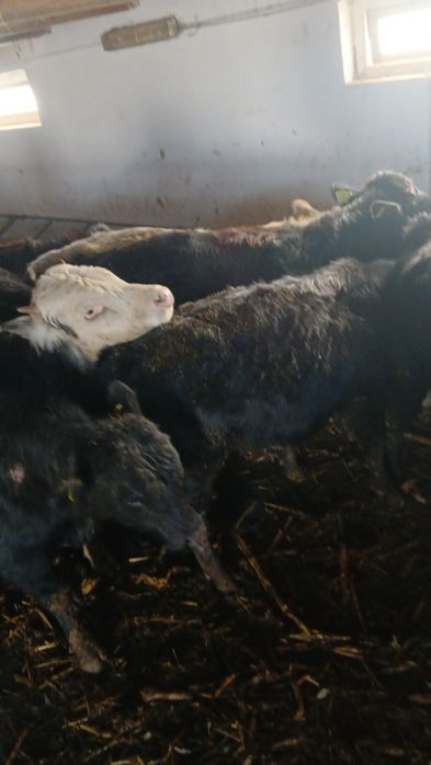 Taurasi de vânzare Tânțăreni Gorj