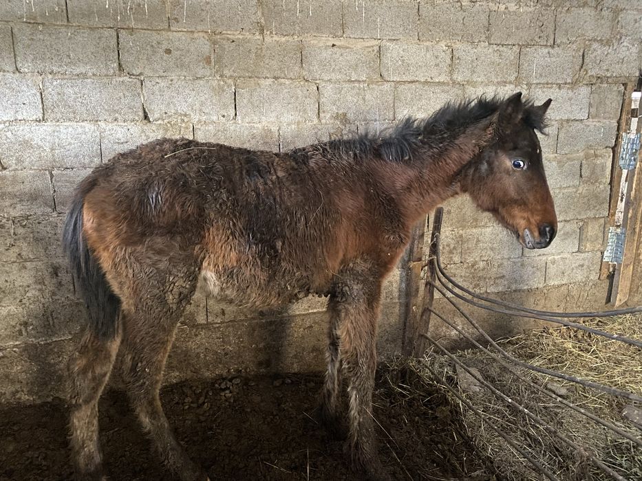 Жабағы Тай Жылкы Лошадь