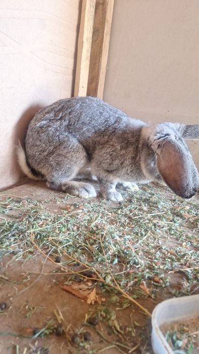 Қояндар сатылады 11 шт