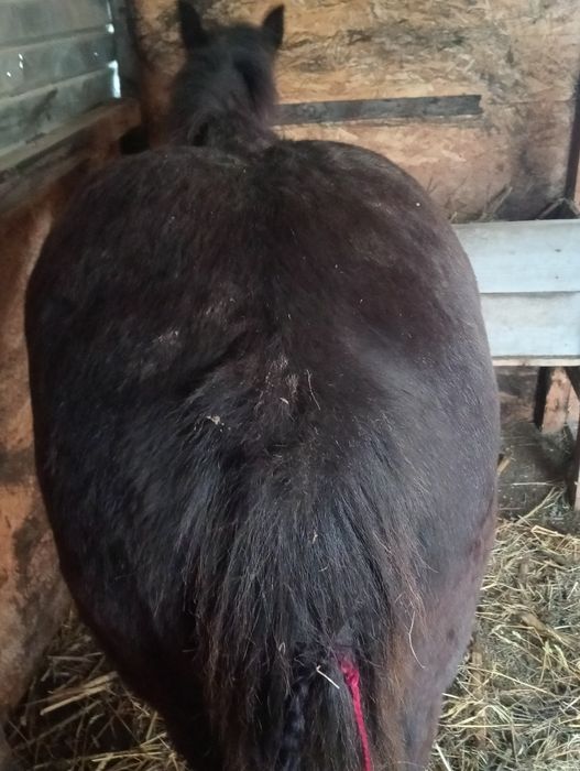 manz de 8 luni  de vanzare