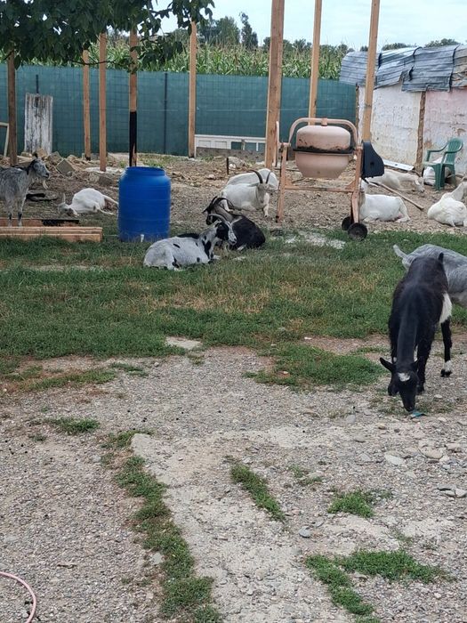 Vând capre bune de lapte