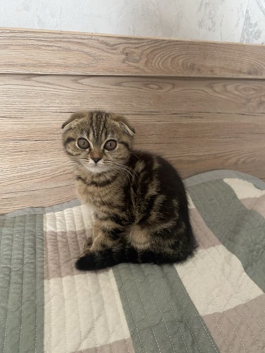 вислоухая скоттиш фолд котенок 3 месяца