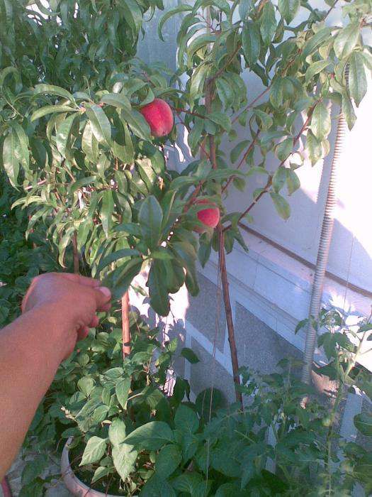 pomi fructiferi in ghiveci