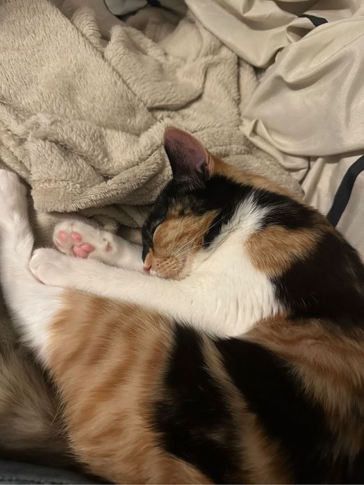 Подарява се коте