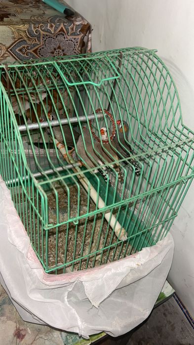 De vânzare,zebre australiene 3 pui și 2 adulți (mascul-femelă)