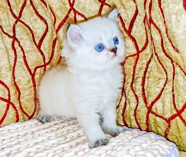 Котёнок Колор Поинт серебристый хайленд копия папа