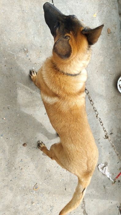 Продам бельгийскую овчарку(Малинуа)