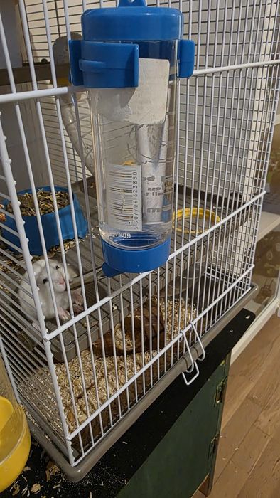 Vand familie hamsteri