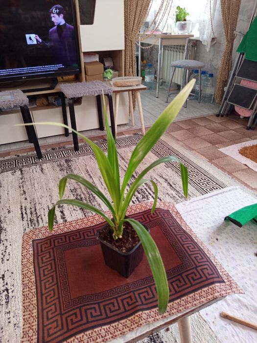 Продам панданус варигатный