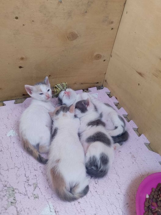Подарявам малки котенца