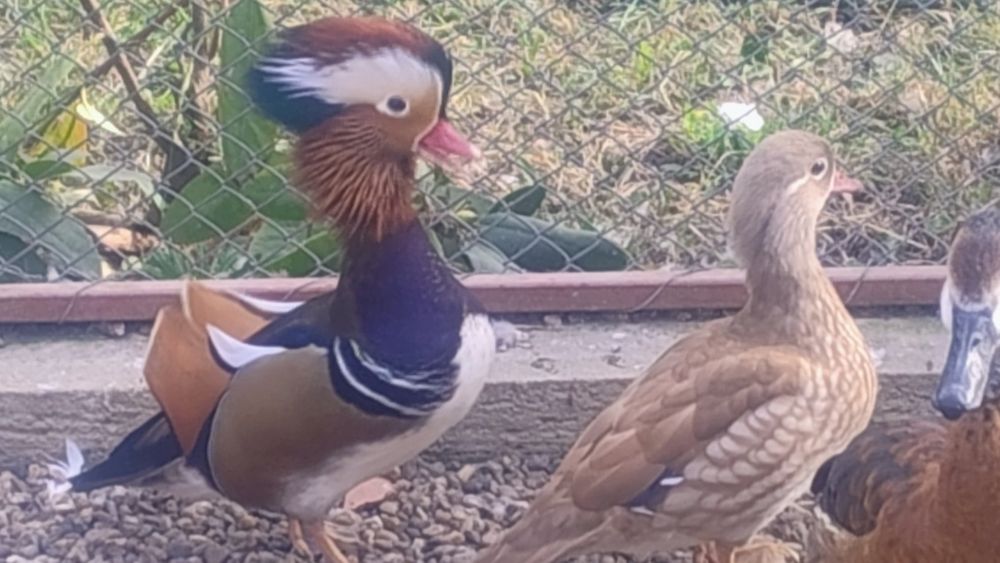 Rate Mandarine mature