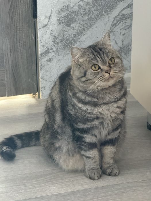 Отдам в добрые руки кошку, девочка