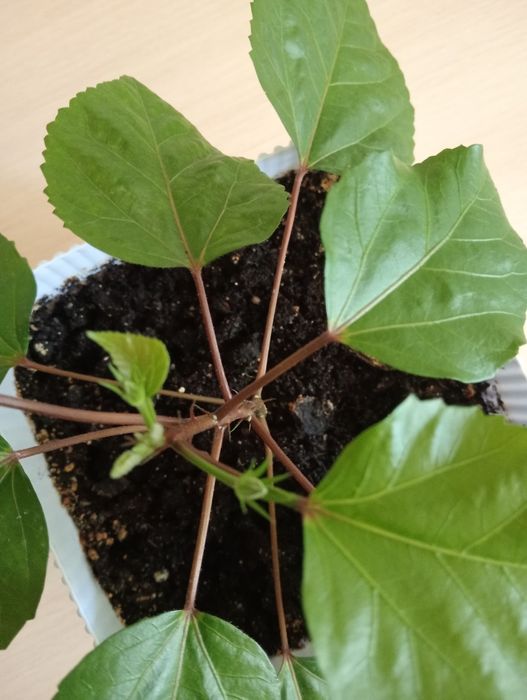 Продам розовый гибискус