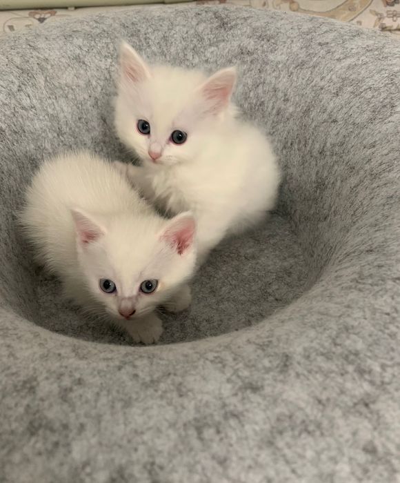 Отдаю в хорошие руки