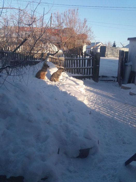 Дарю щенков во двор!