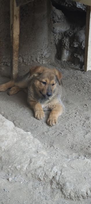 В добрые руки овчарка