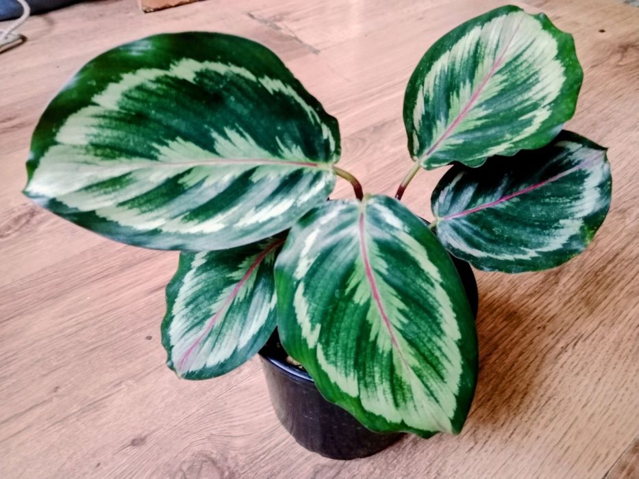 В продаже редкие комнатные цветы