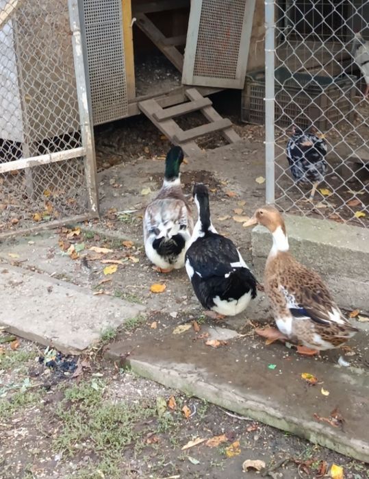 Rațoi si Rațe romanesti