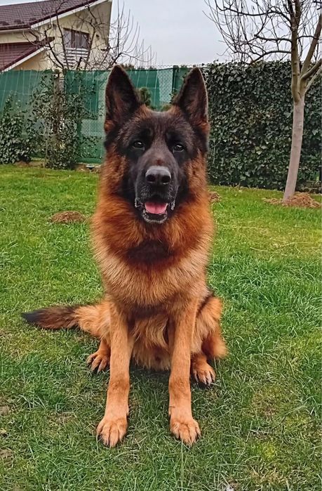 Pui ciobanesc german cu par scurt de inalta calitate