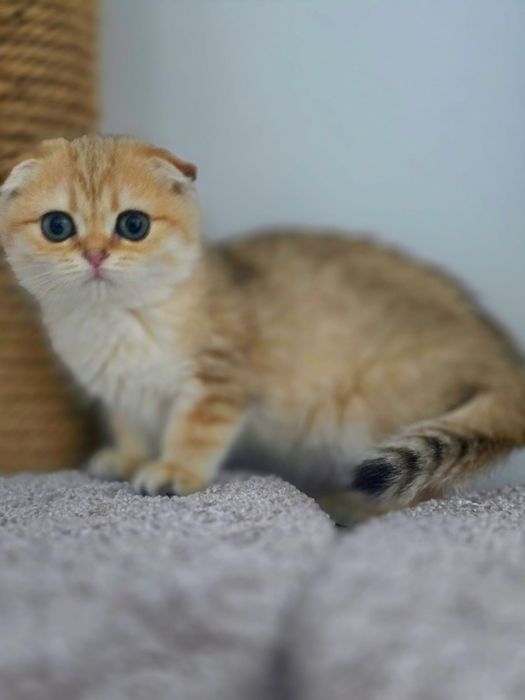 КоТяТа ШотЛандсКие золотые