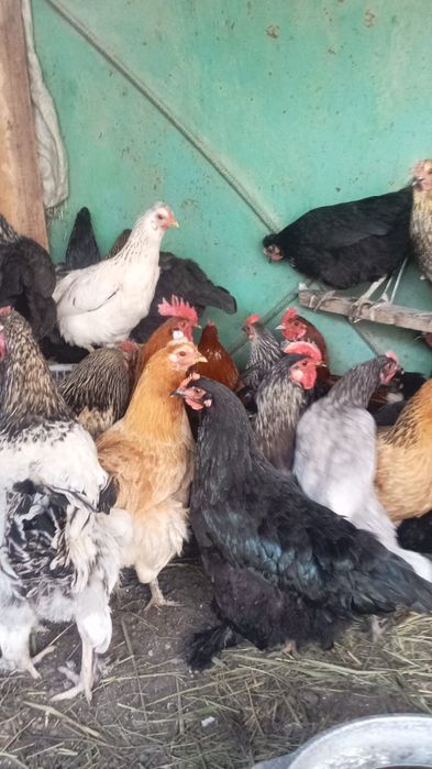 дамашни тауықтар