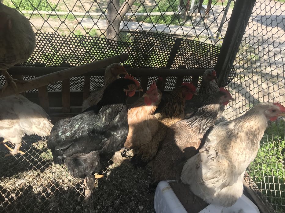 Куры                 .