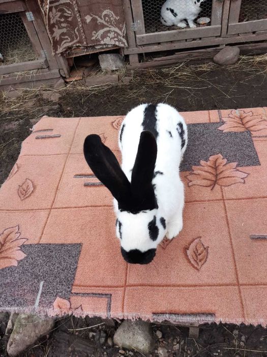 Mascul Fluture German