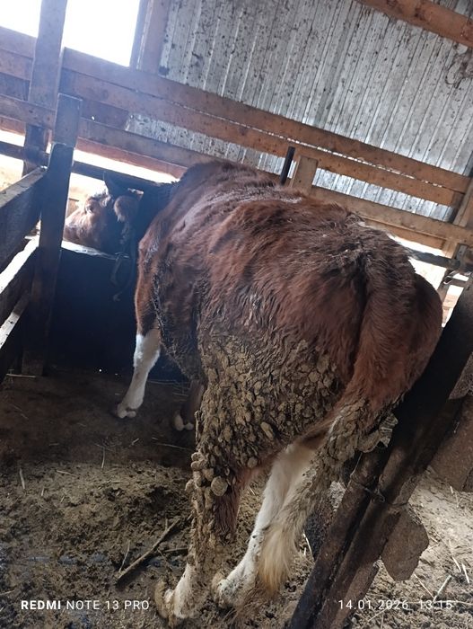 Құнажындар семіз