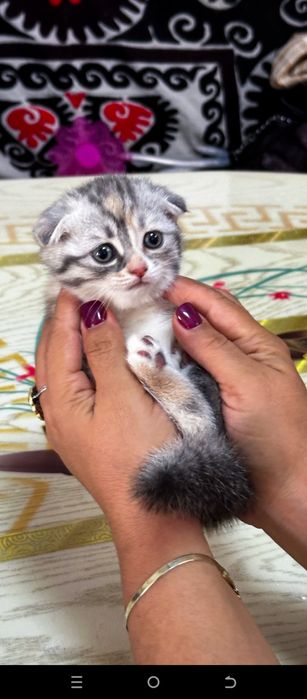 Продается красивые котенки