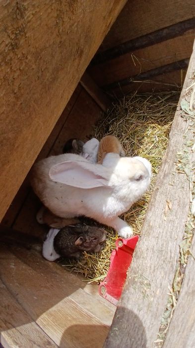 Vând iepurași de 1 lună