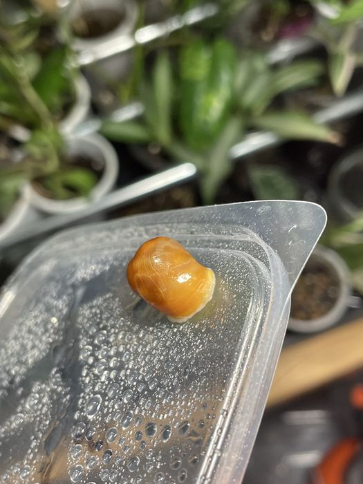 Архаахатины бенины