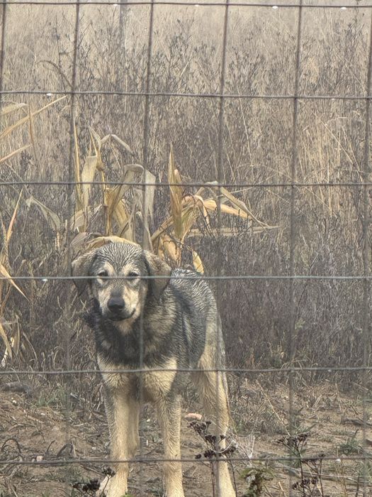 Câine abandonat, caută căsuță.