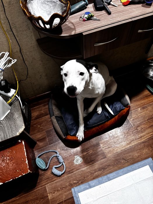 Питбультерьер 9 месяц