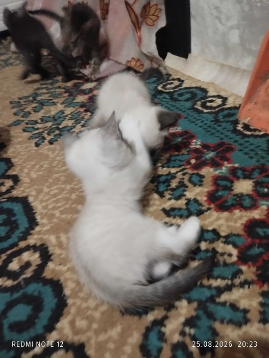 Безумно чудесные котята .