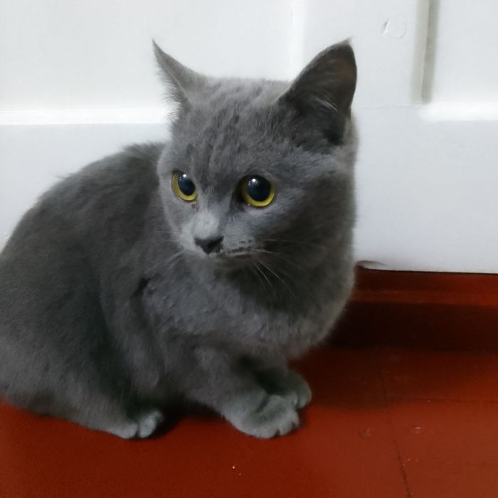 Скоттиш Страйт сотилади